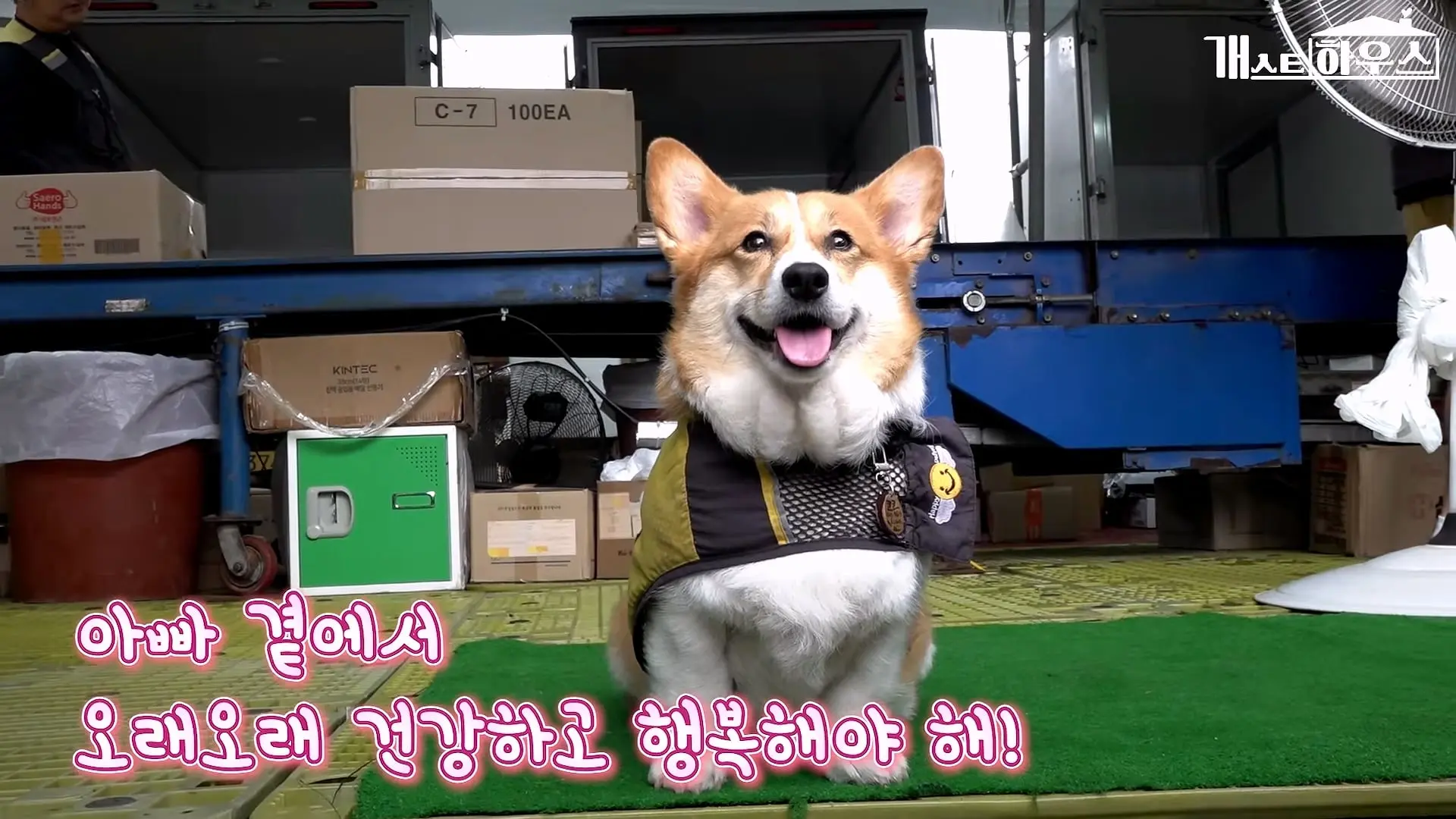 “하루 3만 보, 비바람 몰아쳐도 8년 동안 행복을 전했어요” 택배견 코코_20260920_234954.036.jpg