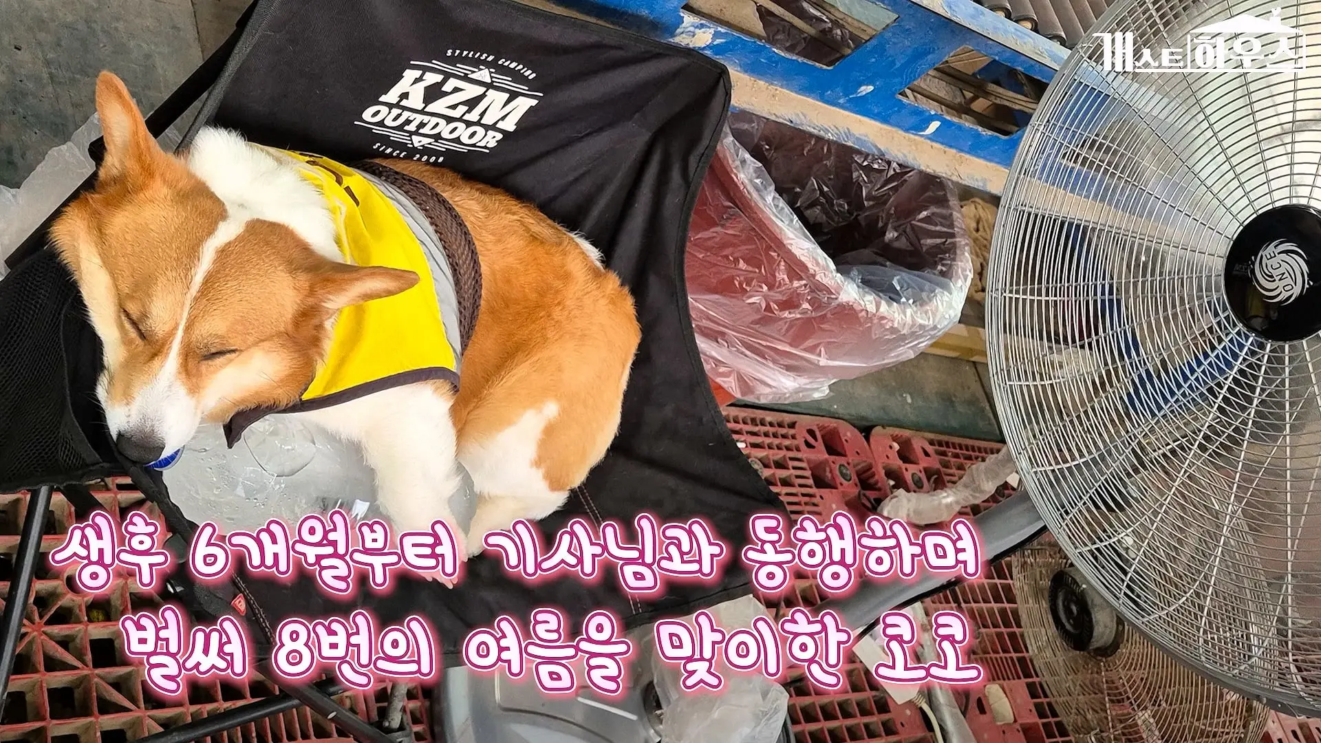 “하루 3만 보, 비바람 몰아쳐도 8년 동안 행복을 전했어요” 택배견 코코_20260920_234932.508.jpg