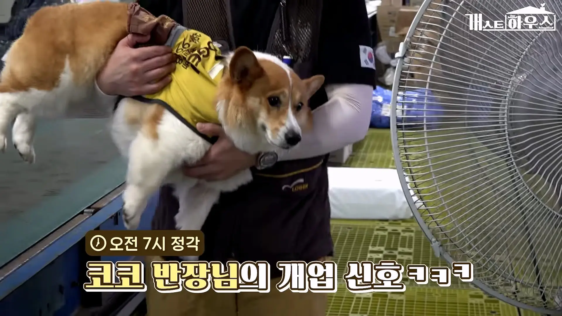 “하루 3만 보, 비바람 몰아쳐도 8년 동안 행복을 전했어요” 택배견 코코_20260920_234752.988.jpg