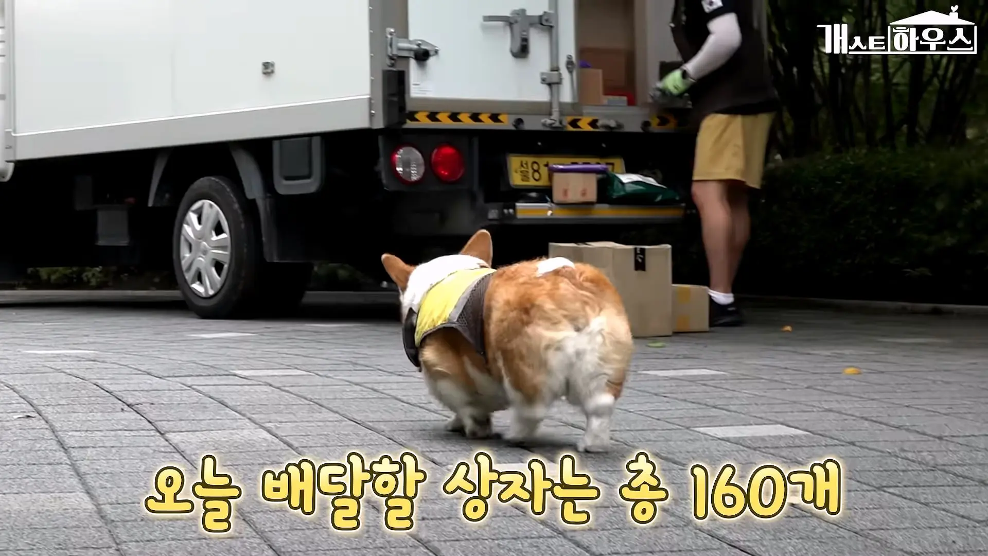 “하루 3만 보, 비바람 몰아쳐도 8년 동안 행복을 전했어요” 택배견 코코_20260920_234850.876.jpg