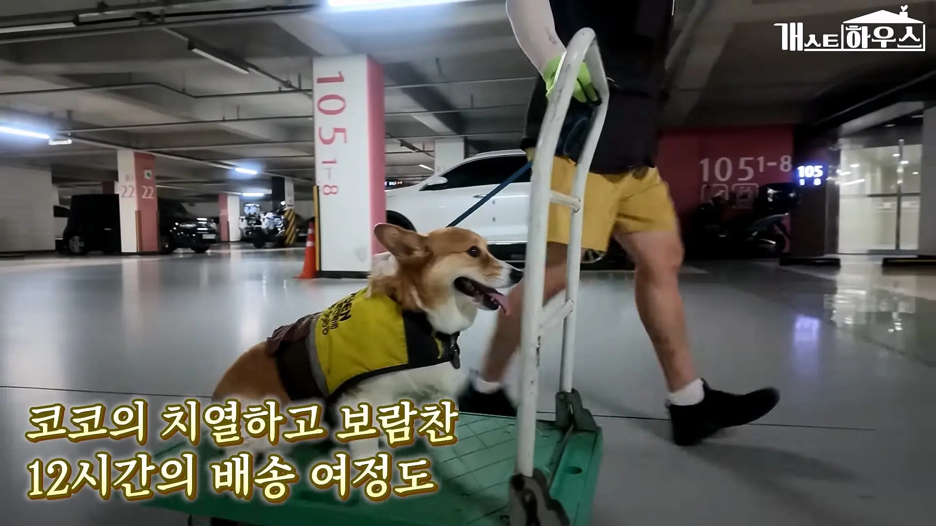 “하루 3만 보, 비바람 몰아쳐도 8년 동안 행복을 전했어요” 택배견 코코_20260920_234930.620.jpg