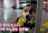 8년째 주인과 택배 일을 하고 있다는 웰시코기