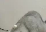 농밀 야스 고양이 본 적 있음?
