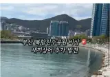 부산에 등장한 상어가 못떠나는 이유