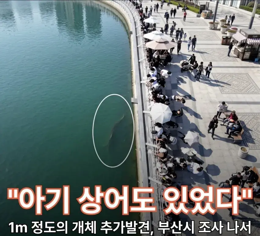 1789992071 (1).jpg 부산 상어가 새끼를 낳아서 못떠난다는데 ㄷㄷㄷㄷㄷㄷㄷ