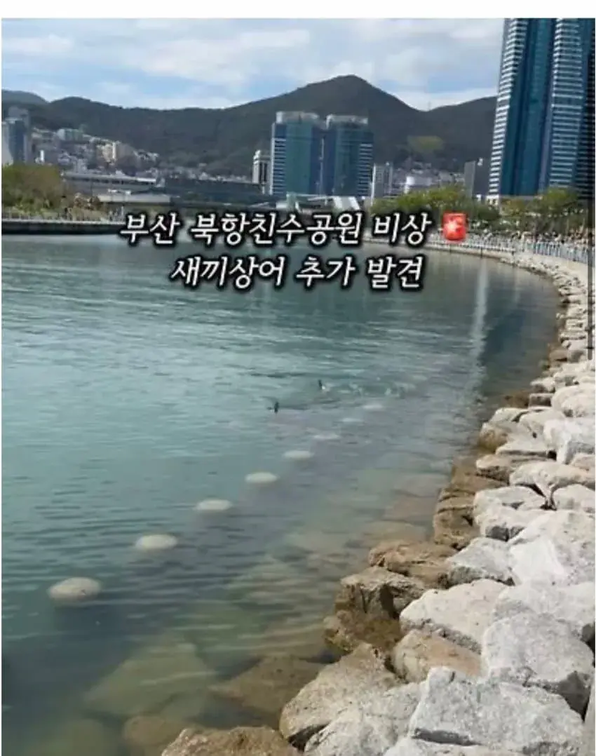 1789992069.jpg 부산 상어가 새끼를 낳아서 못떠난다는데 ㄷㄷㄷㄷㄷㄷㄷ