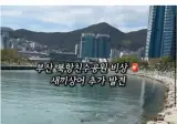 부산 상어가 새끼를 낳아서 못떠난다는데 ㄷㄷㄷㄷㄷㄷㄷ