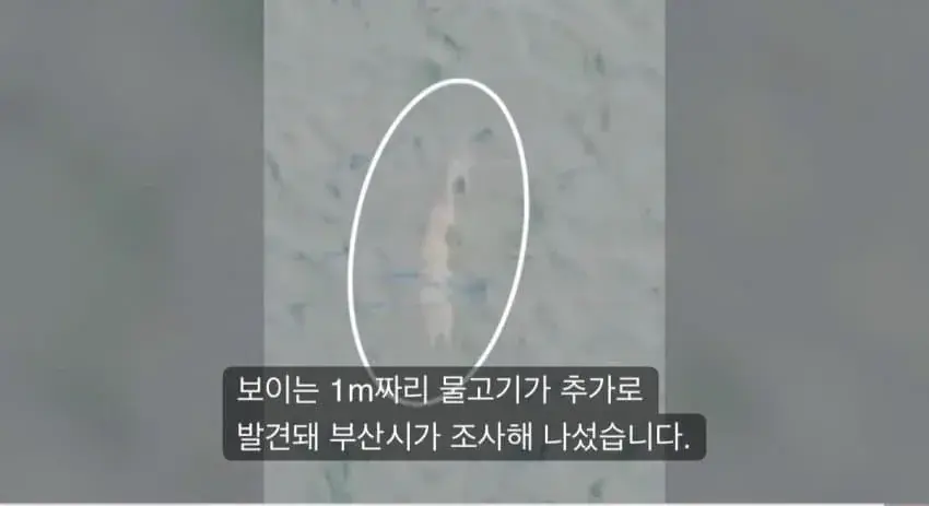 1789992071.jpg 부산 상어가 새끼를 낳아서 못떠난다는데 ㄷㄷㄷㄷㄷㄷㄷ