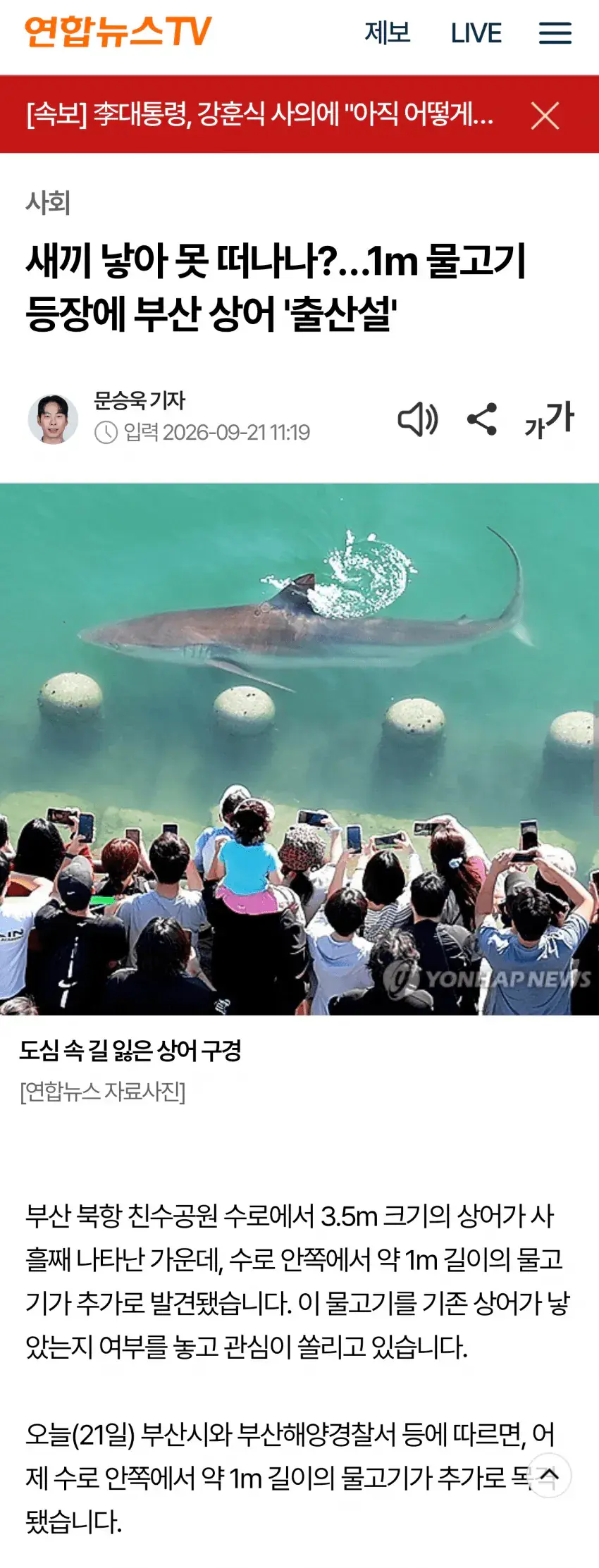 1789988516.png 부산 상어가 새끼를 낳아서 못떠난다는데 ㄷㄷㄷㄷㄷㄷㄷ