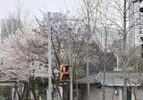 아무리 짧은 거리라도 절대 무단횡단 안하는 사람?