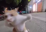 AI 시대가 오면서 지나치게 강해져버린 종.gif