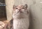 아기 고양이 씻겨주는 자연인