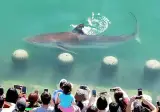 부산 상어덕에 편의점이 때아닌 상어특수를 누리게됨