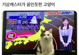 기상캐스터가 꿈인듯한 고양이.jpg