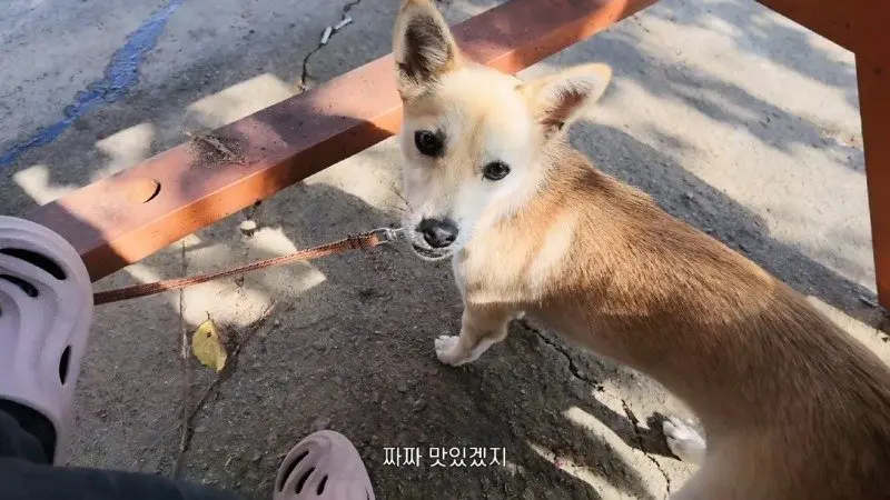 강아지랑 바위 탔습니다 태안 백화산 볼더링_1080p.mp4_20260926_235829.298.jpg