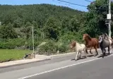 제주도 민폐 러닝크루