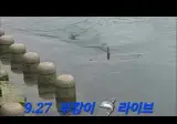 상어 부캉이 라이브