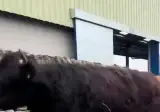 하이랜드 소(Highland Cows)