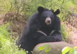 "늑구도 잡혔고, 부캉이도 쫓겨나는군..."