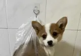 화장실 가느라 급하게 걸어놓은 강아지.jpg