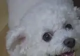 아지 키울 때 난감한 상황.mp4