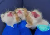 3마리가 합창하는데 화음 하나도 안맞음