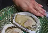 굴 좋아하는 사람도 이건 안좋아한다는 생물
