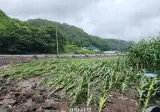 숙명여대에는 왜 농대가 없는지 알아?