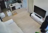 선호도 확실한 고양이