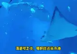고래상어를 못구한 중국 수족관