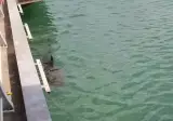 실시간 부캉이 근황...gif