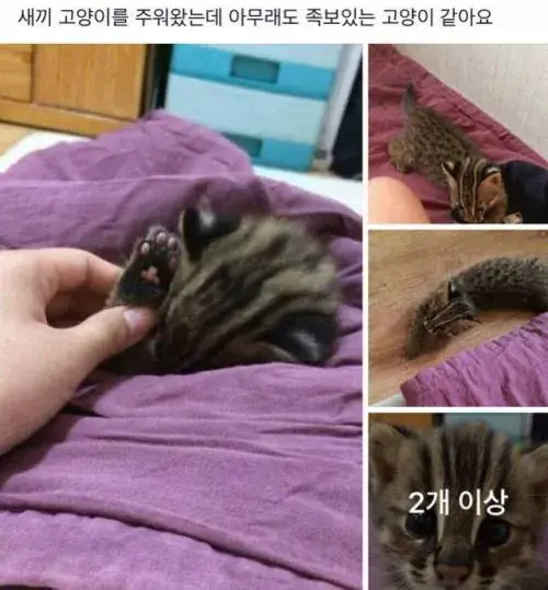새끼 고양이를 주워왔는데 아무래도 족보있는 고양이 같아요.jpg