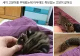 새끼 고양이를 주워왔는데 아무래도 족보있는 고양이 같아요.jpg