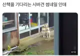 산책을 기다리는 시바견 썸네일.jpg