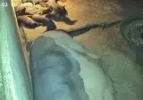 똑똑한 어미 돼지