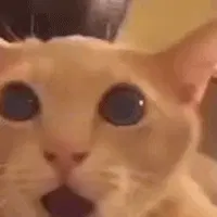 냥냥이 50 icon_69