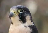 매가 불닭볶음면을 먹으면?