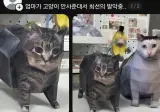 엄마가 고양이 안사준대서 최선의 발악중