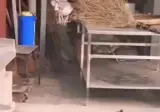 개새끼들... 복수할거야!