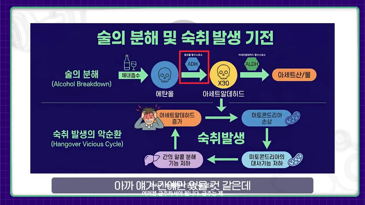MRdQcM4DUdg 00-08-02 nadol 의학적으로 검증된 숙취 없이 술마시는 팁ㅣ숙취 해소 총정리ㅣ닥터딩요 - 의사가 숙취해서 권할 수 없죠. 여러분 금주하셔야 됩니다. 금주는 제.png