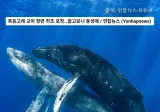 '세계 최초로 포착된 혹등고래 교미 장면…상대는 수컷이었다'