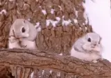 뷔페 다녀온 개붕이.gif