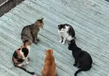 각 모색들의 정상회담.jpg