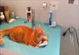 고양이 앞에서 전동칫솔을 켜보면.gif
