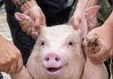 중국 홍수속 구해진 돼지 표정