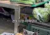 채소가게 개냥이 근황
