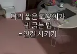 다리 짧은 고양이가 귀 긁는 방법