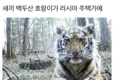 새끼 백두산호랑이가 러시아주택가에.jpg