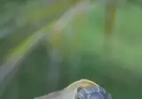 갓 태어난 거북이