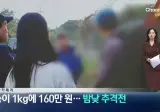 채널a) 송이버섯 1kg에 160만원...밤낮 추격전